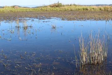 Atardecer en el campo guanajuato mexico (In the camp), country