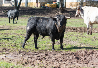 Un toro con el cuello manchado de barro 