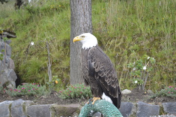 American eagle
