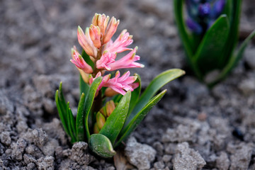 Obraz premium Fresh early spring purple and pink hyacinth bulbs, grown in Land garden , gladiolus and hyacinth. Flowerbed with hyacinths. Spring Soil