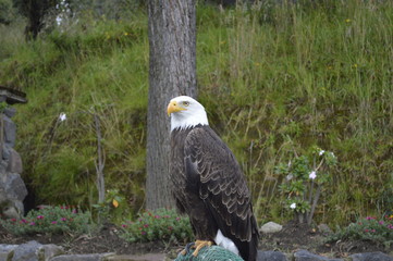 American eagle