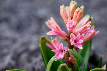 Fototapeta premium Fresh early spring purple and pink hyacinth bulbs, grown in Land garden , gladiolus and hyacinth. Flowerbed with hyacinths. Spring Soil