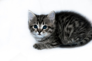 little gray kitten with blue eyes on an isolated white background
