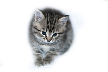 Plakat little gray kitten with blue eyes on an isolated white background