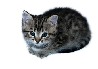 little gray kitten with blue eyes on an isolated white background