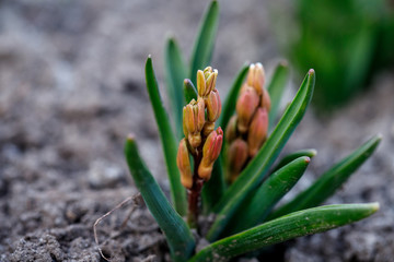 Fresh early spring purple and pink hyacinth bulbs, grown in Land garden , gladiolus and hyacinth....