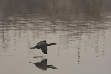 The great cormorant flies at water level over a river in the early morning