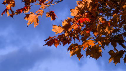 Red and Orange Autumn Leaves on a tree branch in front of cloudy dark blue sky background