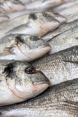 fresh sea fish dorado at local market or restaurant, vertical 