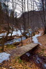 small creek flow into narrow river Pylypets with fast current in the forest with bare trees, fallen leaves and snow cover banks, Carpathian Mountains in Transcarpathia, nature protection and ecology 