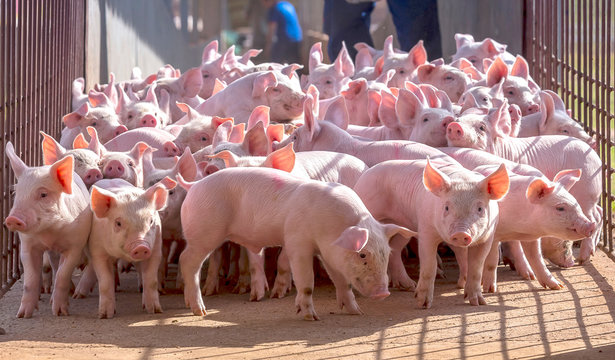 granja de suinos agroneg&oacute;cio