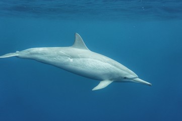 Fototapeta premium An Amazing White Hawaiian Spinner Dolphin Swim Close By