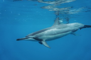 An Amazing Wild Hawaiian Spinner Dolphin Swims Close By