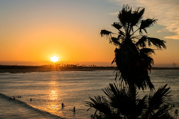 Fototapeta na wymiar Silhouettes of trees on the sunset on the beach.