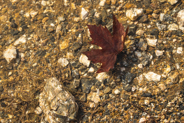 Sycamore leaf by the water in the lake. Brown sycamore leaves float on the water. Close up.