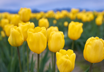 Yellow Tulips Agriculture Field. Bright, yellow tulips at their peak in a field.


