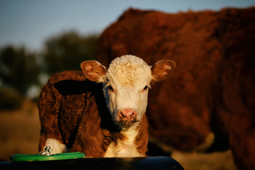 Cute Hereford calf close up during sunset on farm, looking at camera with baby cow face.