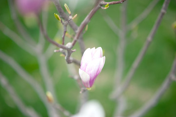 Japanese magnolia buds in spring