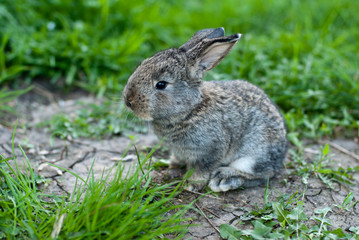 rabbit in the grass