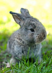 rabbit in the grass