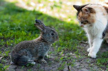 cat and rabbit in the grass
