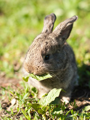 rabbit in the grass