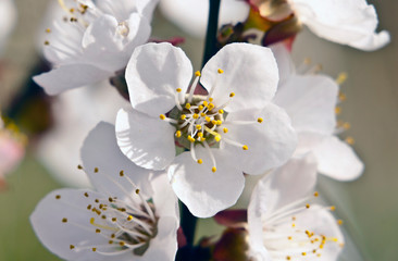 Blooming fruit tree close up