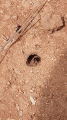 NATURALEZA, MEDIO AMBIENTE, CAMPO
