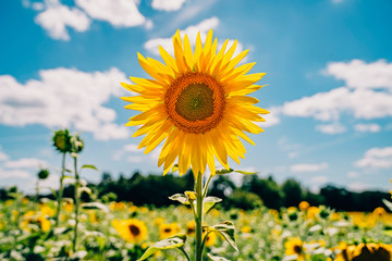 Yellow sunflowers in field in sunshine with blue sky and clouds in southern France
