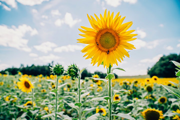 Yellow sunflowers with bees in field in sunshine with blue sky and clouds in France