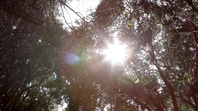 FLARES SOLARES A TRAVEZ DE LAS COPAS DE LOS ARBOLES