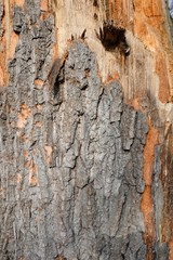 Rough tree bark texture with cracks and scratches. Original natural tree cortex texture. Vertical format