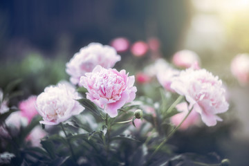 A beautiful peony bush. Floral background. Delicate white and pink flowers in the sunlight. Toned photo. Free space for text and congratulations
