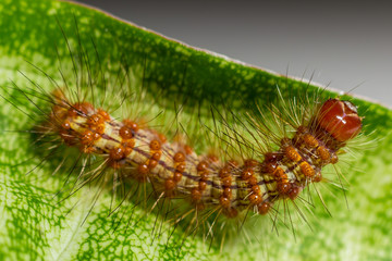 Taturana