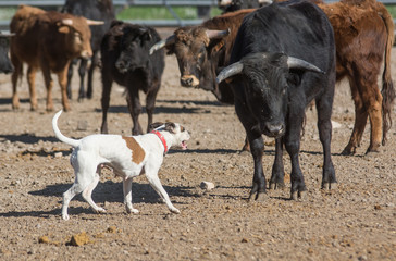 Un perro ladra a un toro en el campo