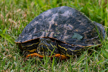 turtle in july on grass