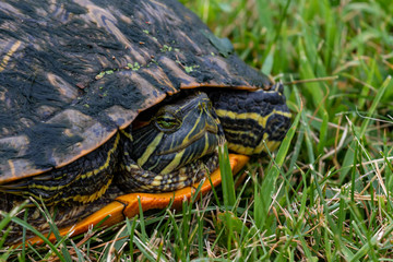 Fototapeta premium turtle in july on grass
