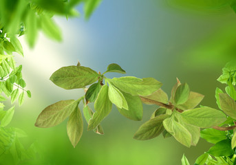 Fototapeta na wymiar Tree branch with green leaves on sunny day. Springtime