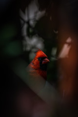 red cardinal in the forest