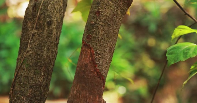 Goa, India. Two Tree Trunks With Ragged Bark Is Cinnamomum Zeylanicum. Tilt
