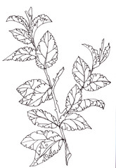 watercolor graphic sketch spring twig with first foliage