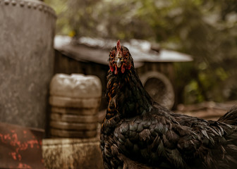 Close-up of black rooster in his chicken coop