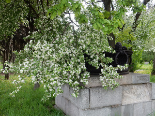 spring blossoming white flowers pear tree on a background of a beautiful cast-iron garden vase