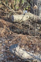 bird nest on tree
