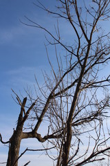 dead tree against blue sky