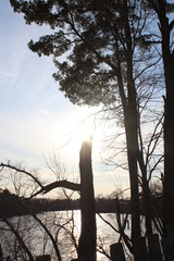 silhouette of a dead tree