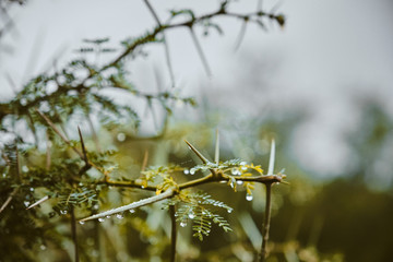 Close up of thorn tree with rain drops