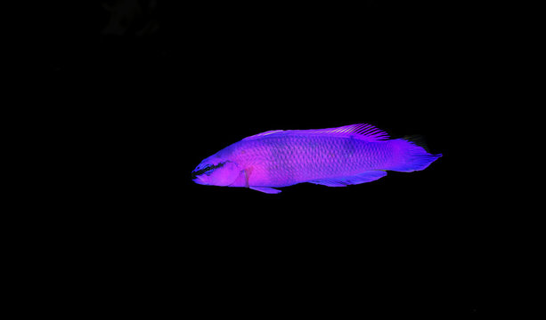Orchid dottyback saltwater fish - Pseudochromis fridmani