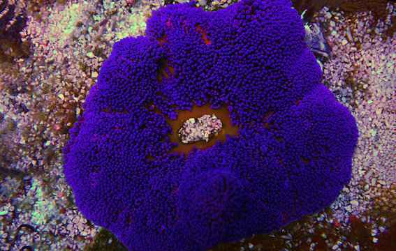 Blue colorful carpet sea anemone - Stichodactyla haddoni