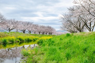 草場川の桜並木